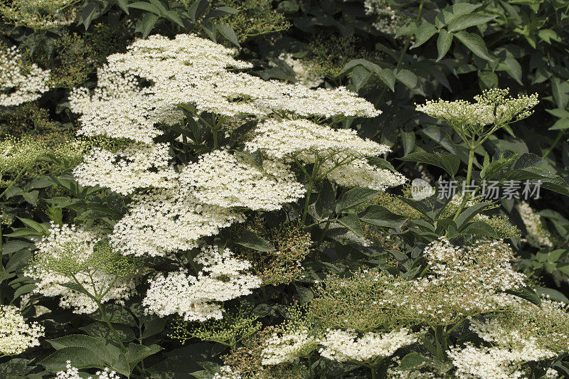 接骨木花Sambucus nigra白葡萄酒和药